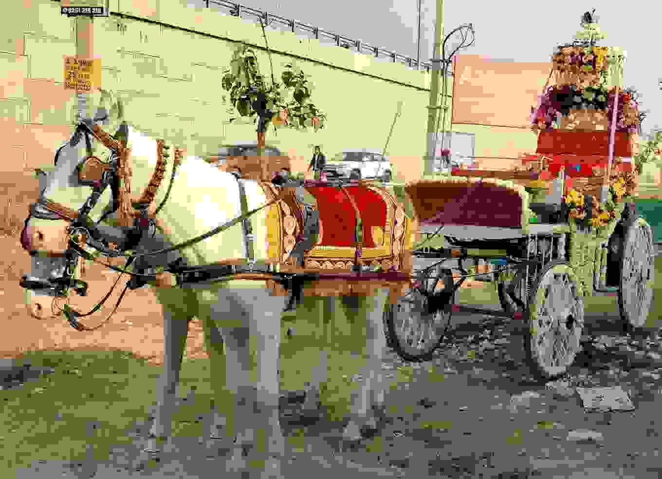 wedding band in ashok vihar phase 3